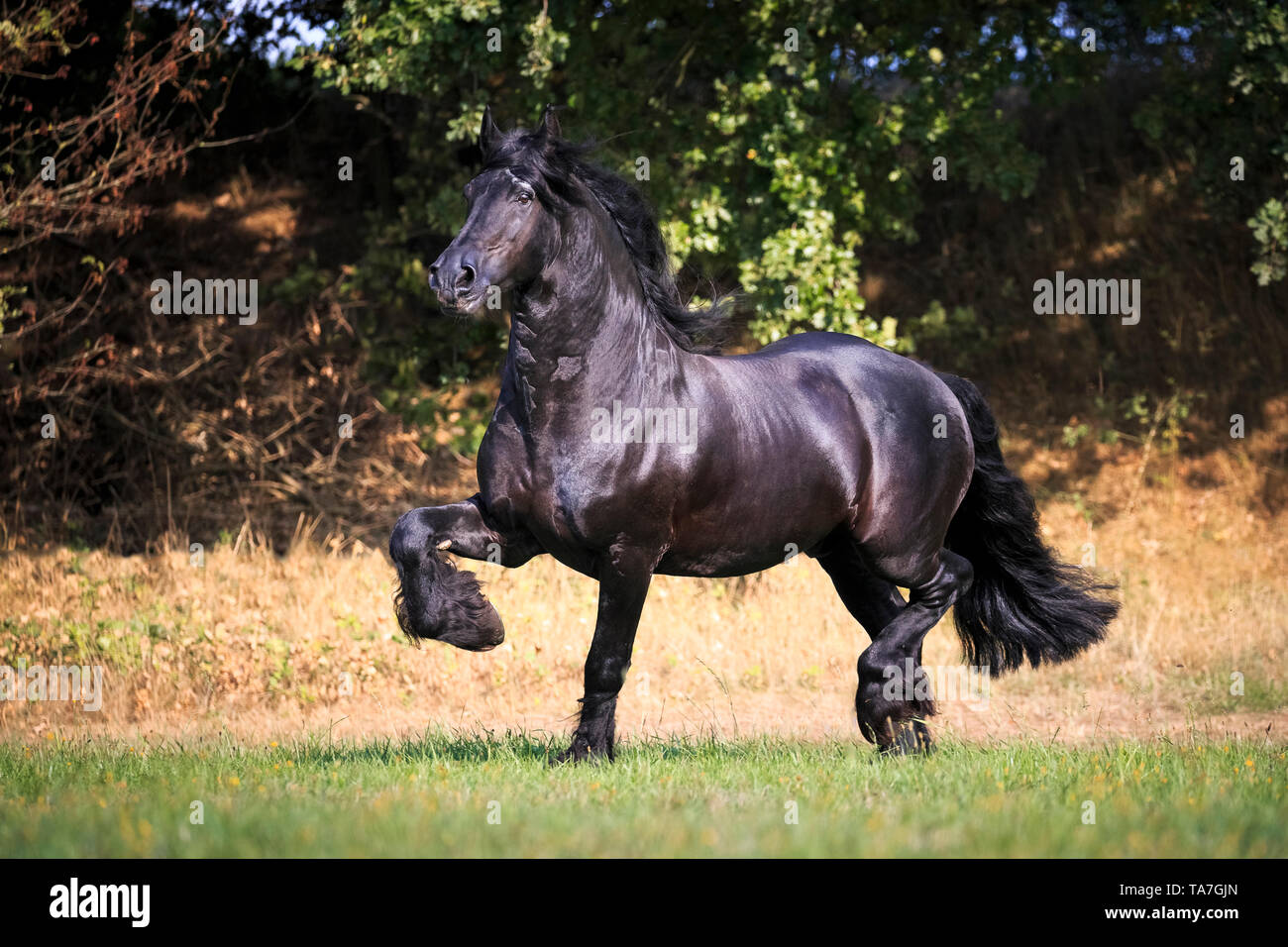 Frisone cavallo. Stallone nero trotto su un pascolo. Germania Foto Stock
