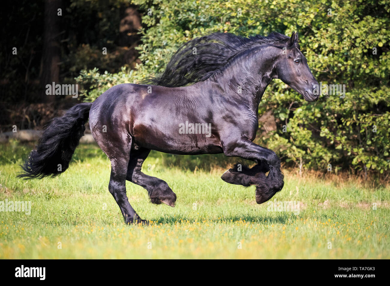 Frisone cavallo. Stallone nero al galoppo su un pascolo. Germania Foto Stock