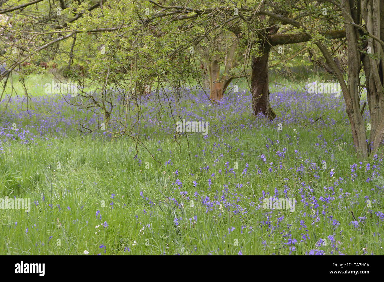 Bosco cammina con una affascinante collezione di piante di bosco intorno Balcarres House e giardini, Colinsburgh, Fife, Scozia, maggio 2019. Foto Stock