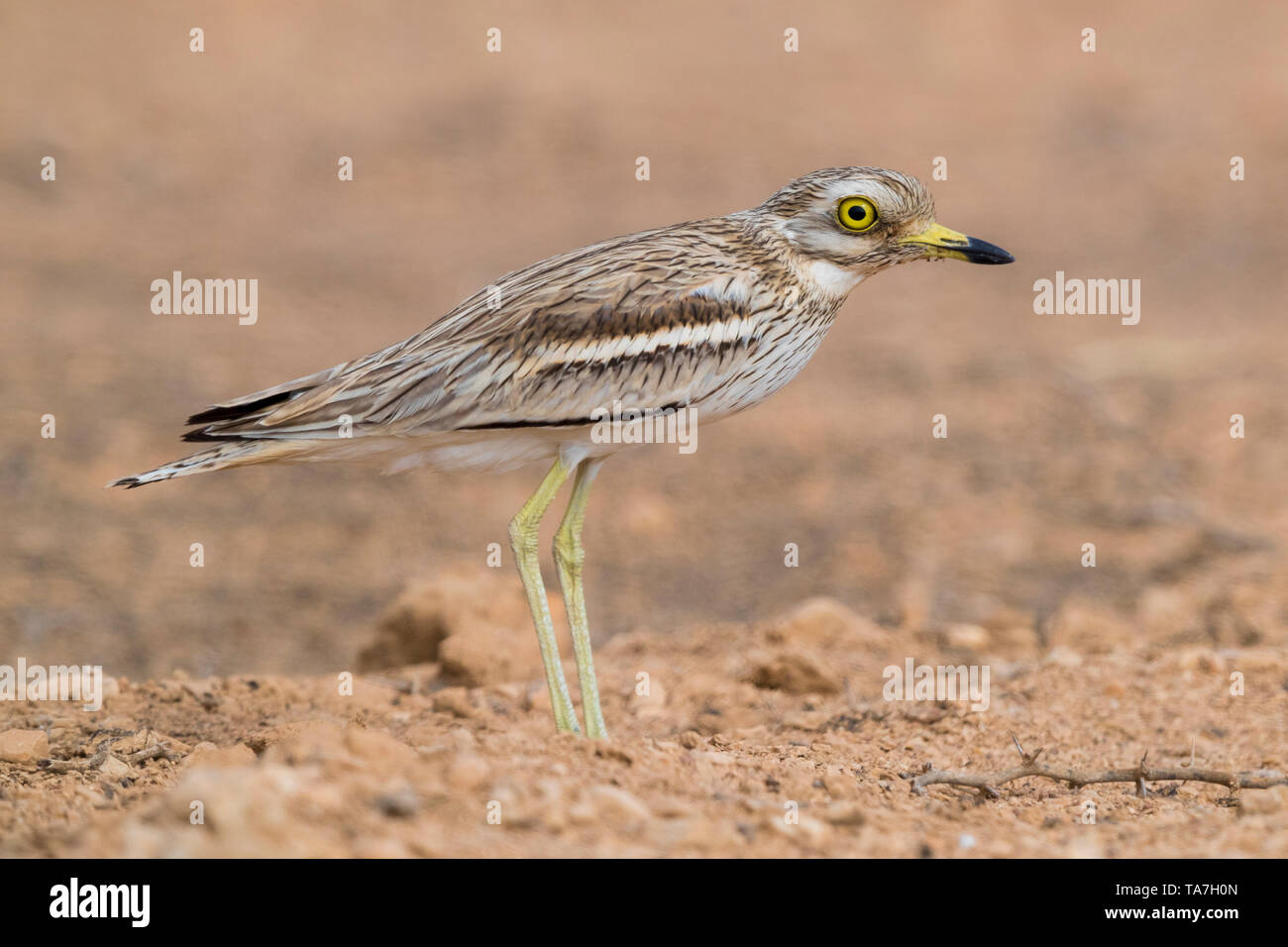 Pietra (Curlew Burhinus oedicnemus), la vista laterale di un adulto in piedi su un terreno deserto in Oman Foto Stock