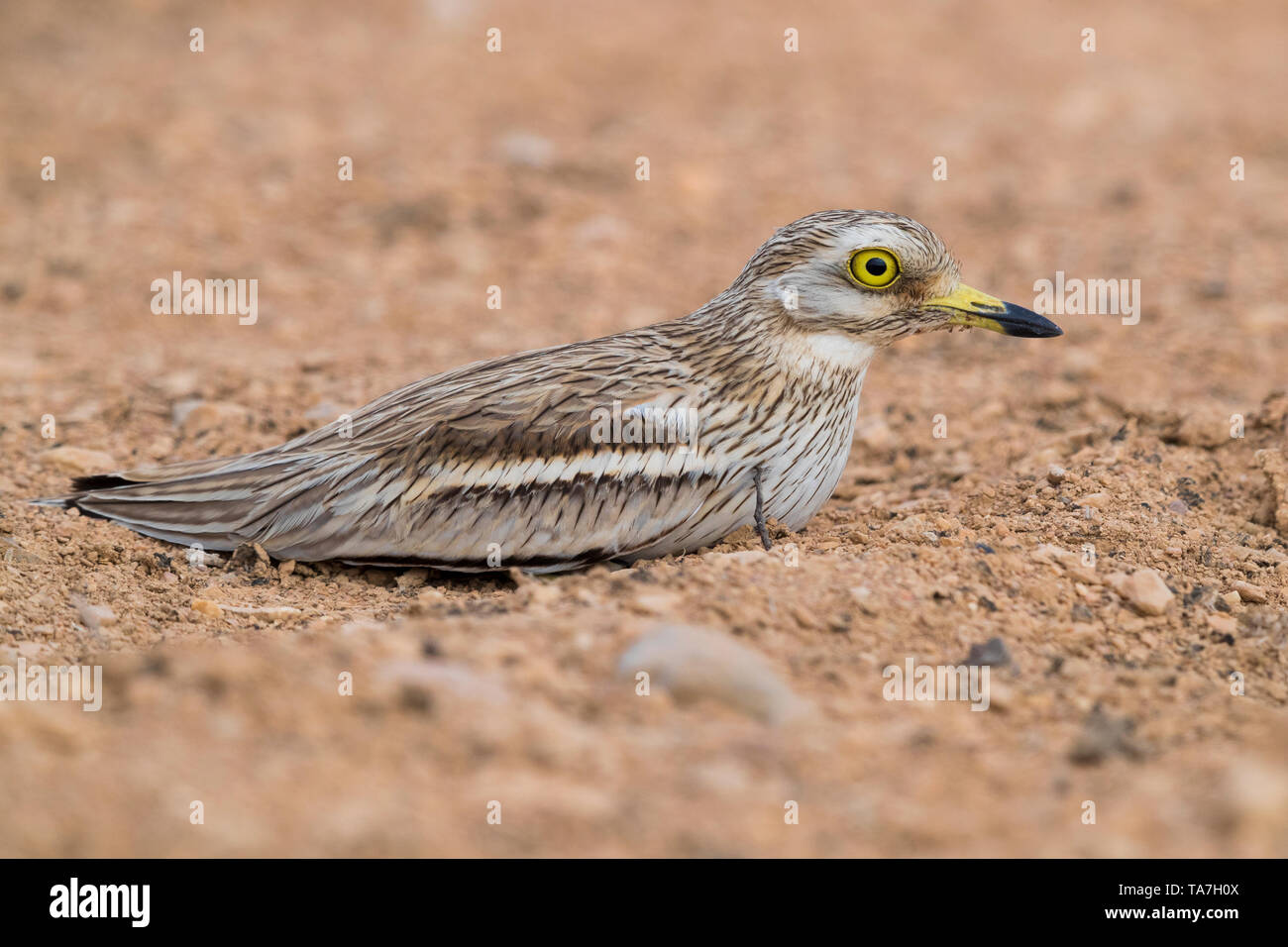 Pietra (Curlew Burhinus oedicnemus), la vista laterale di un adulto rannicchiato in un deserto di habitat in Oman Foto Stock