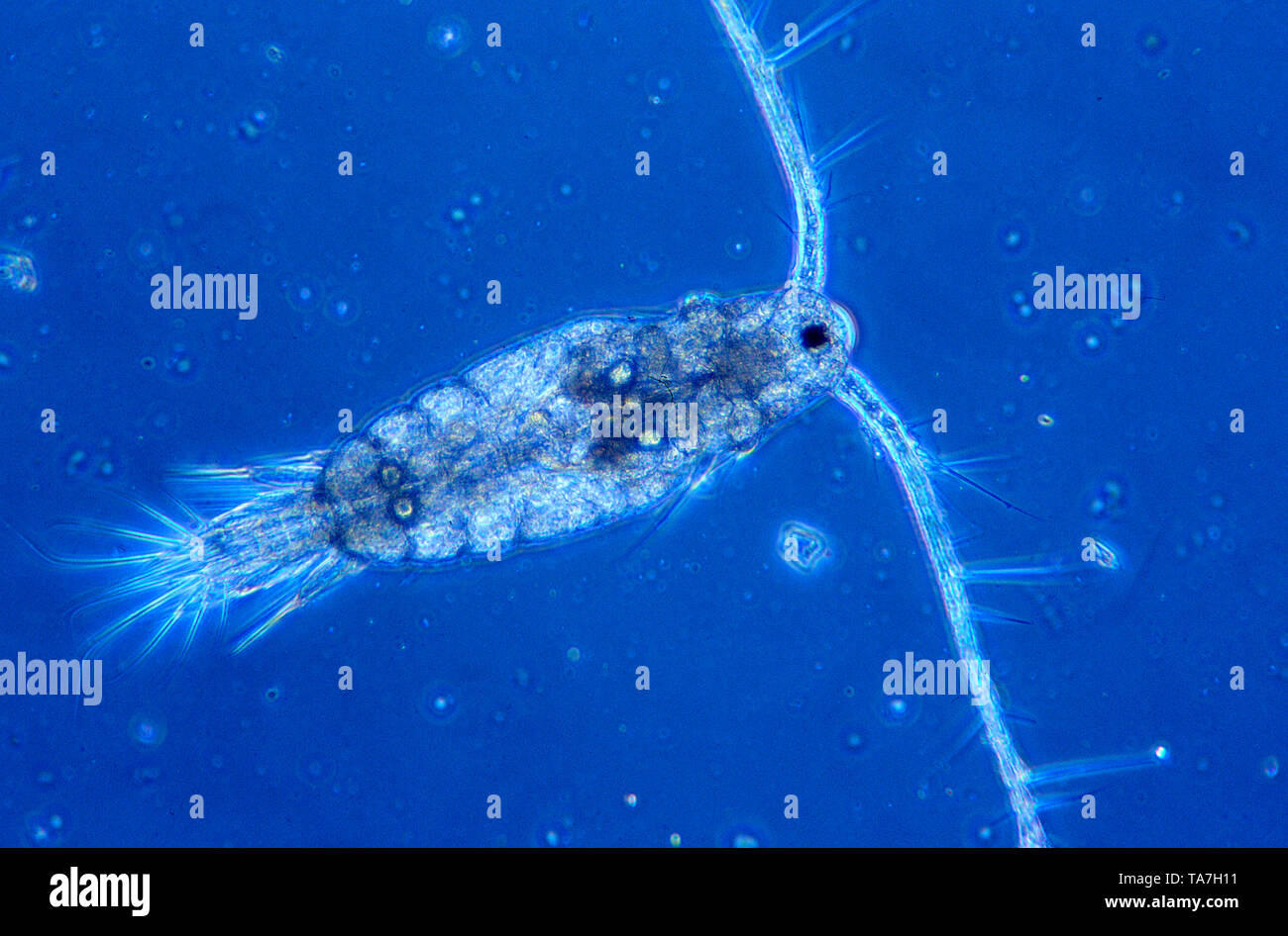 Copepod ingrandimento 100X, Marine lo zooplancton.. Foto Stock