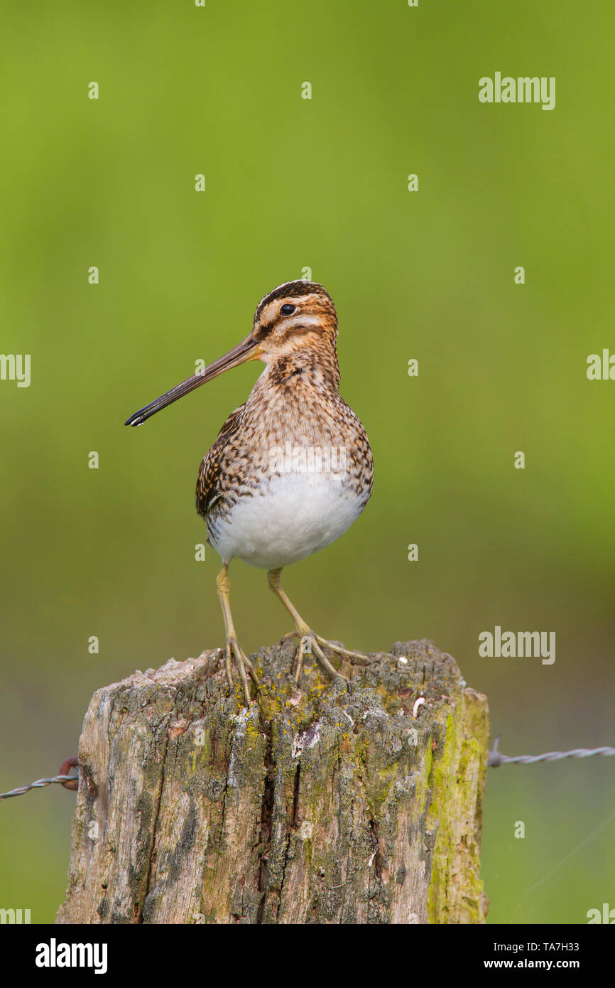 Beccaccino (Gallinago gallinago). Voce maschile appollaiato su un post. Bassa Sassonia, Germania Foto Stock