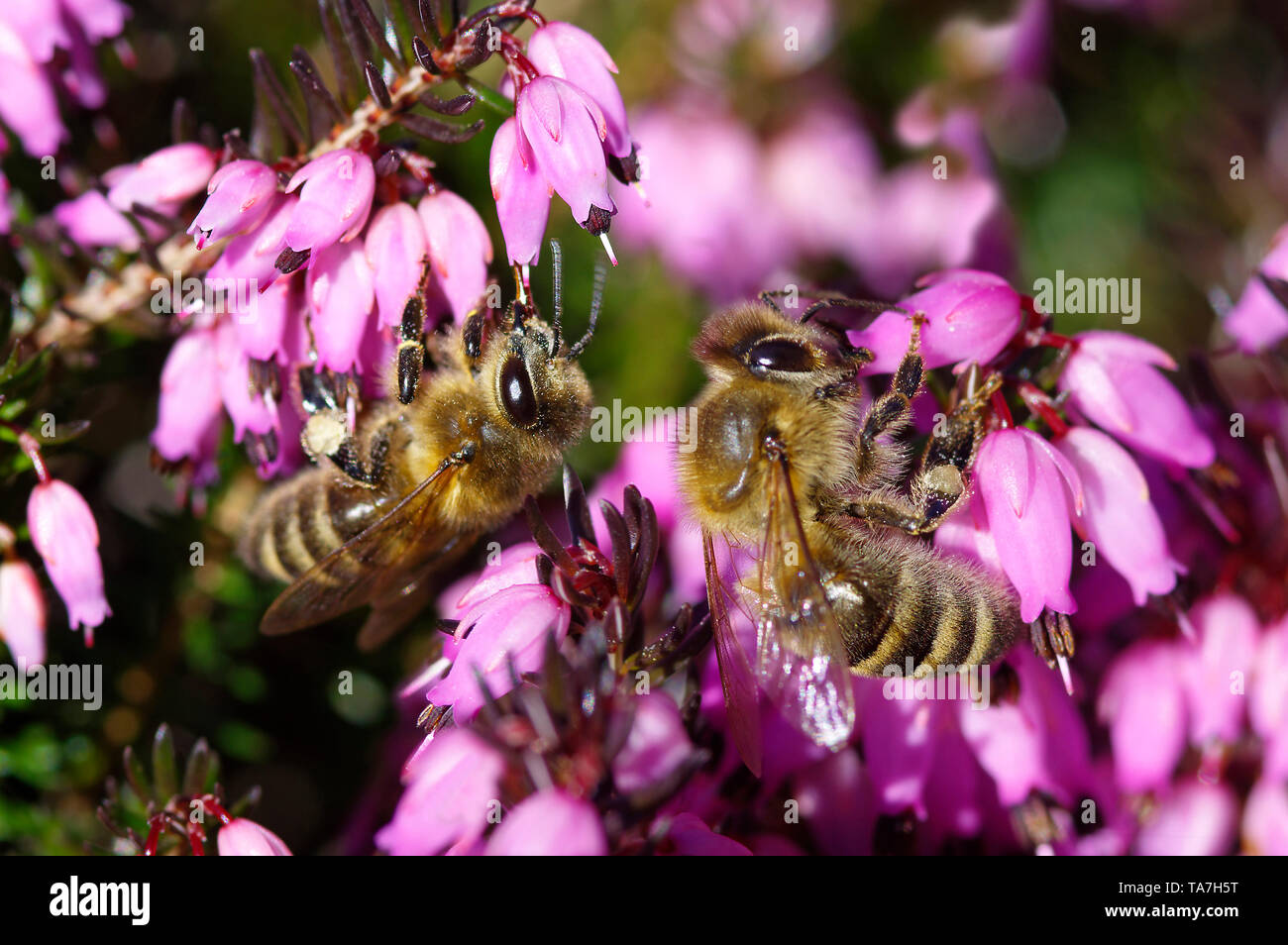 Il miele delle api (Apis mellifica, Apis mellifera). Due lavoratori a Inverno Heath, neve Heath (Erica carnea) fiore. Germania Foto Stock