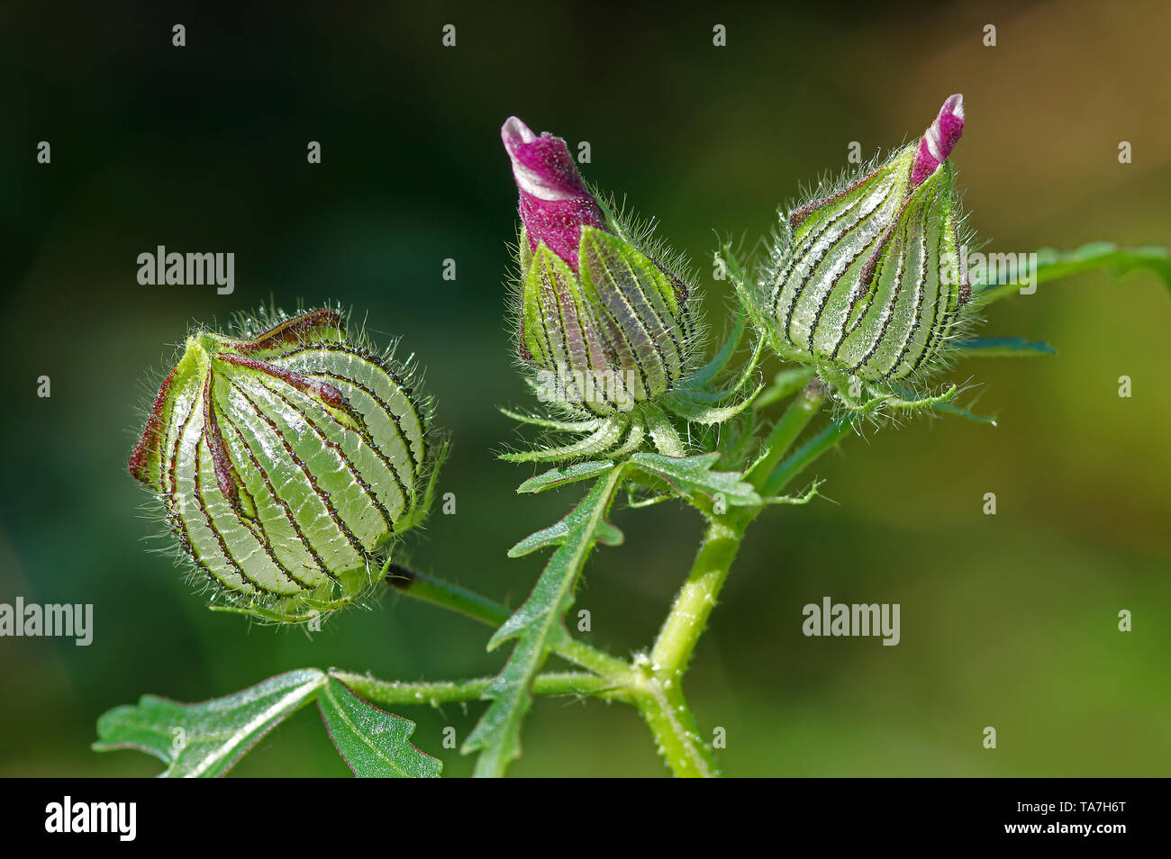Cut-lasciava malva, Hollyhock Malva (Malva alcea), due boccioli di fiori e frutta (sinistra). Germania Foto Stock