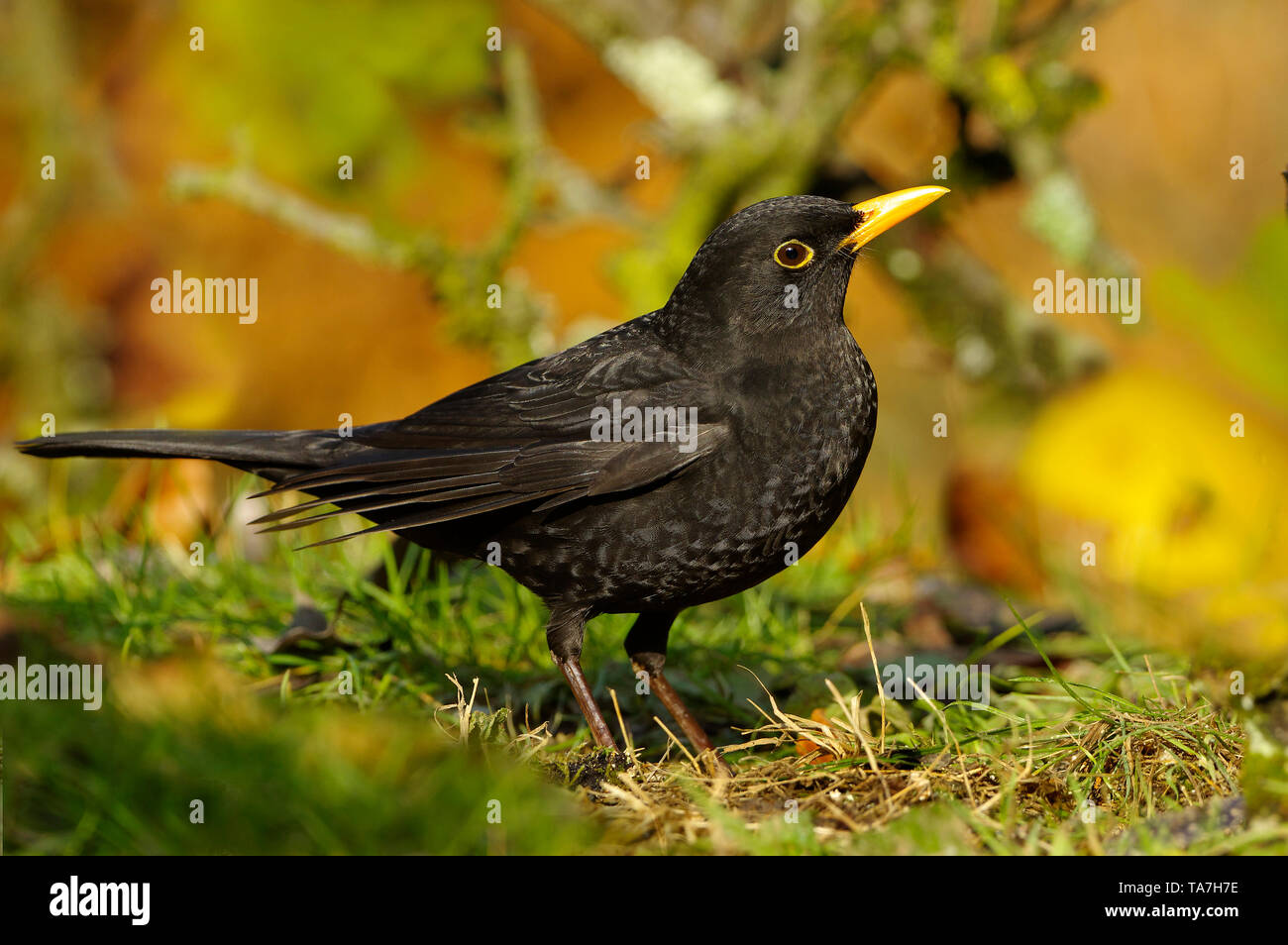 Eurasian Blackbird (Turdus merula). Maschio adulto rovistando su un prato in autunno. Germania Foto Stock