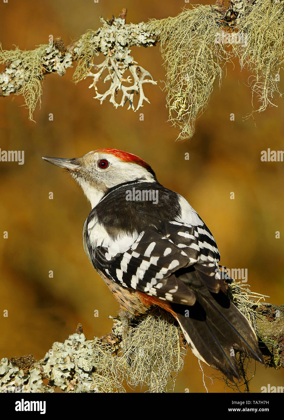 Medio macchie Picchio (Dendrocoptes medius). Adulto arroccato su di lichene, ramo coperti. Germania Foto Stock