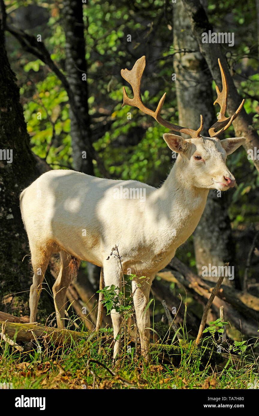 White Daini (Dama Dama). Feste di addio al celibato (secondo anno) in piedi su una radura. Germania Foto Stock