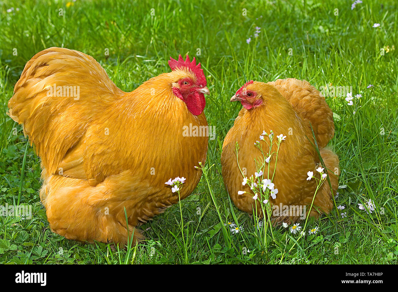 Pollo domestico, Orpington Bantam. Gallo e galline su un prato. Germania Foto Stock