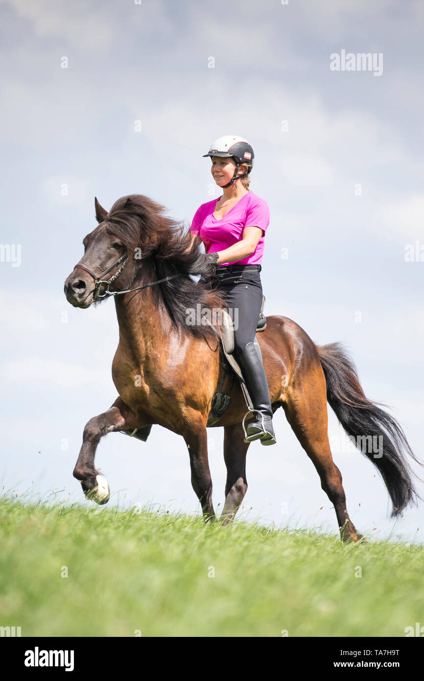 Cavallo islandese. Rider eseguendo il toelt su un cavallo nero. Austria Foto Stock