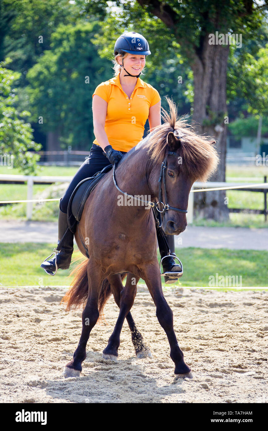 Cavallo islandese. Rider con bay stallone che mostra il movimento laterale. Austria Foto Stock