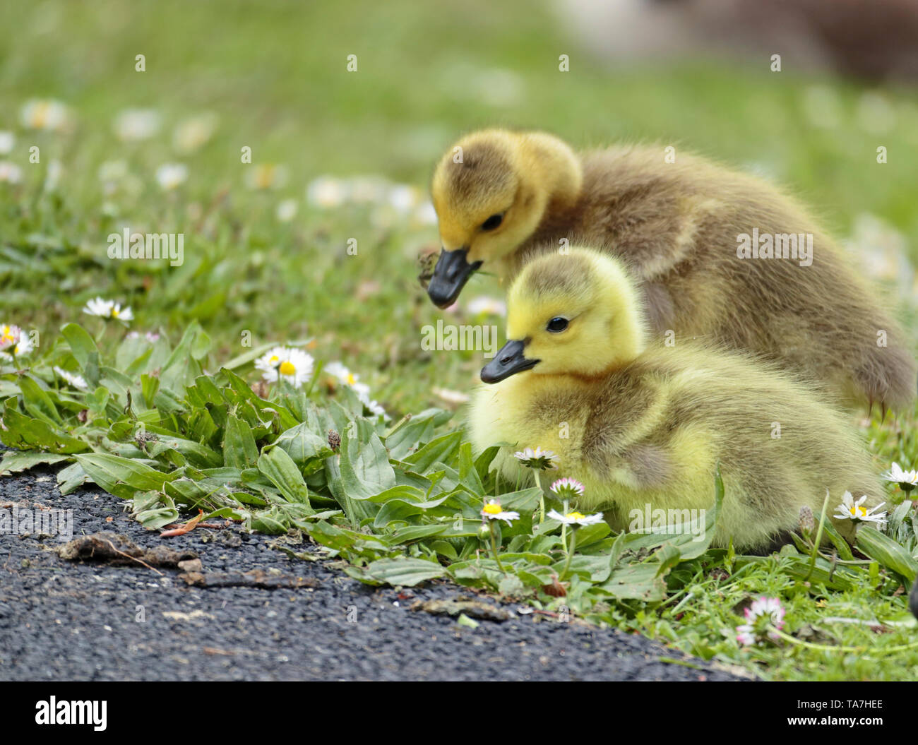 Due Canada Goose goslings del pascolo in erba e margherite, uno dei molti nato a Sandall Park, Doncaster, Regno Unito nel maggio 2019 Foto Stock