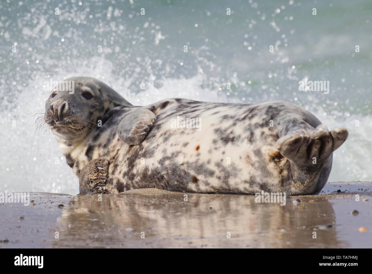 Guarnizione grigio (Halichoerus grypus). Femmina per il surf. Helgoland, Germania Foto Stock