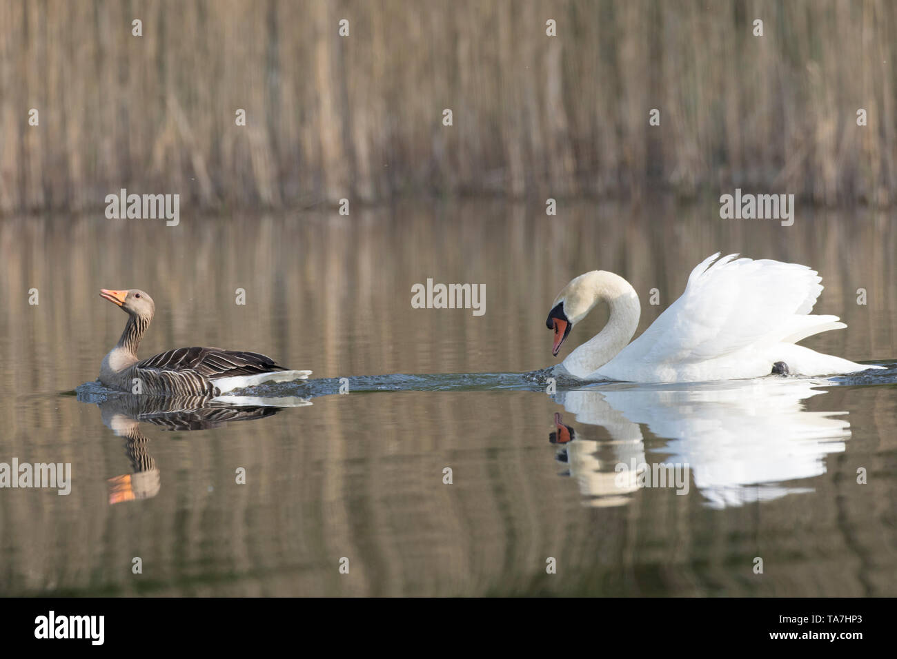 Maschio di cigno (Cygnus olor) a caccia di un oca Graylag, Graylag Goose (Anser anser). Schleswig-Holstein, Germania Foto Stock