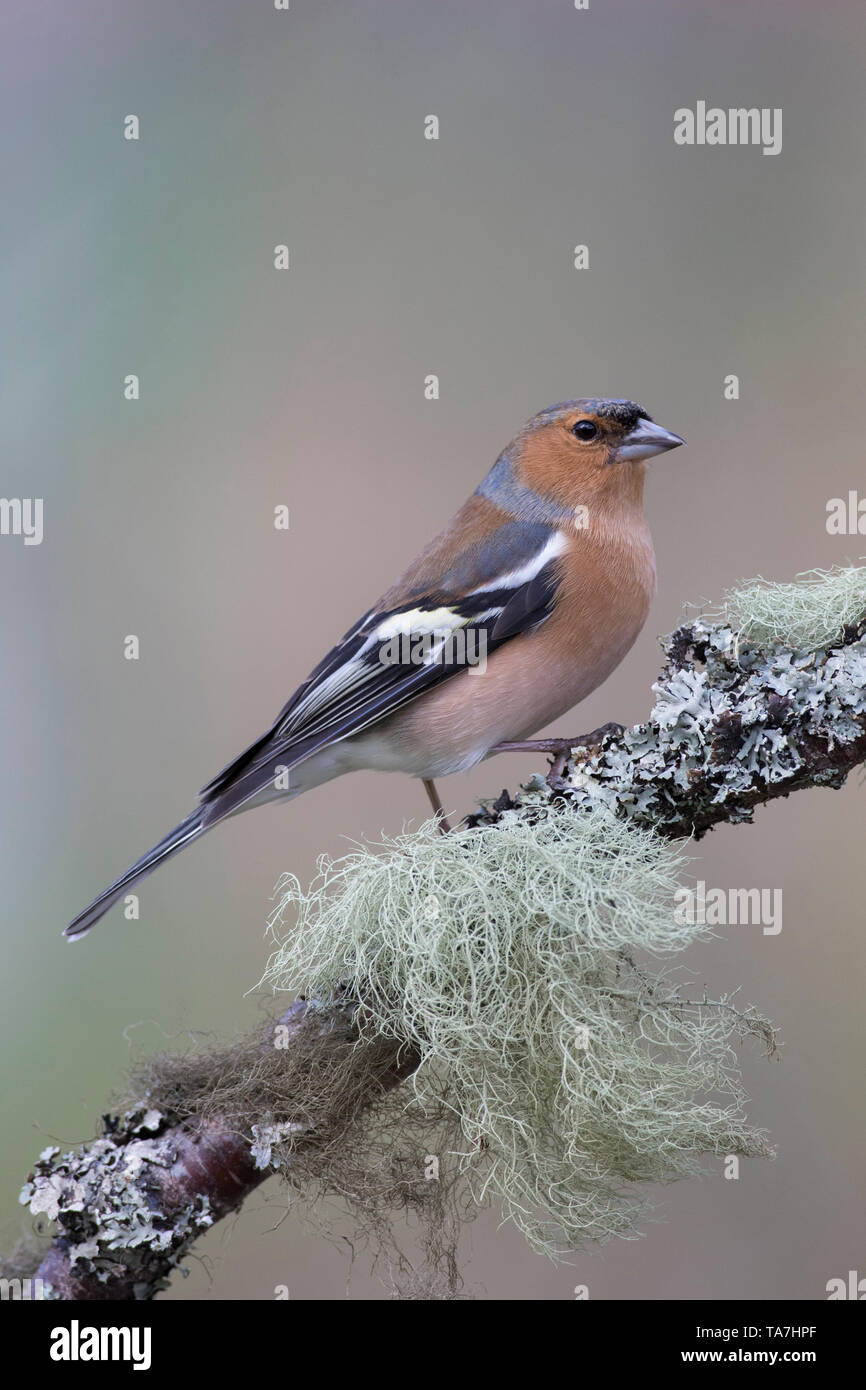 (Fringuello Fringilla coelebs). Voce maschile arroccato su lichen coperto ramoscello. Cairngorms National Park, Scozia, Gran Bretagna Foto Stock