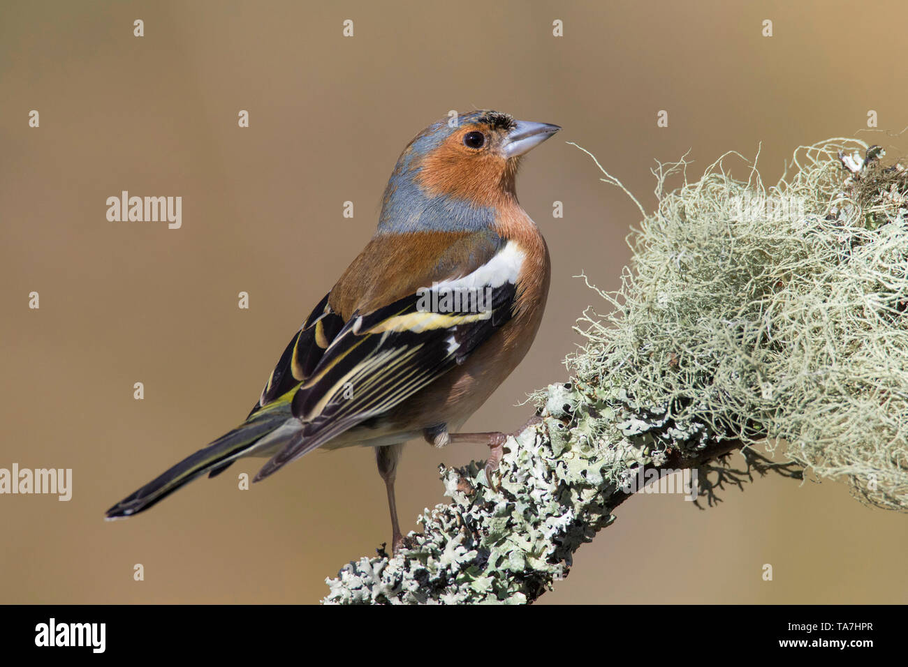 (Fringuello Fringilla coelebs). Voce maschile arroccato su lichen coperto ramoscello. Cairngorms National Park, Scozia, Gran Bretagna Foto Stock