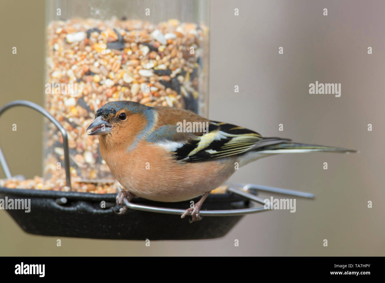 (Fringuello Fringilla coelebs). Voce maschile arroccato su alimentatore. Svezia Foto Stock