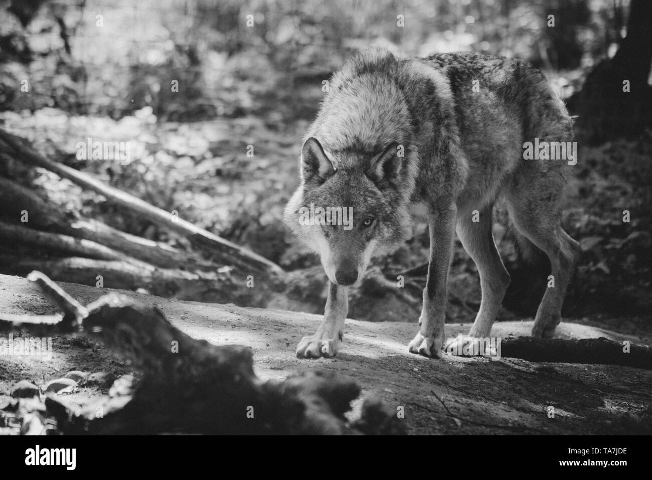 Lupo in piedi nel bosco selvatico, guarda nella lente, lupo agli occhi Foto Stock