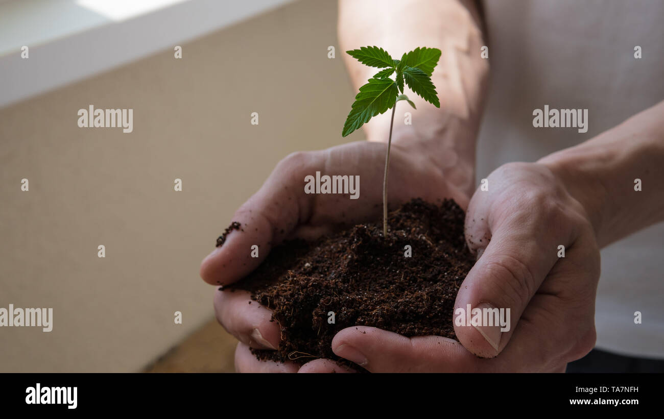 Il giovane tenere in mano il suo germoglio di marijuana medica. Impianto Cannapis coltivazione indoor Foto Stock Il giovane tenere in mano il suo germoglio di marijuana medica. Impianto Cannapis coltivazione indoor Foto Stock