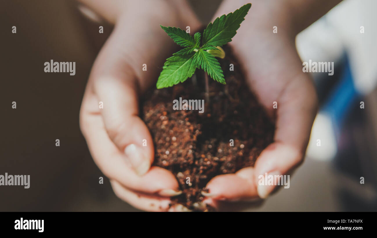 Il giovane tenere in mano il suo germoglio di marijuana medica. Impianto Cannapis coltivazione indoor Foto Stock Il giovane tenere in mano il suo germoglio di marijuana medica. Impianto Cannapis coltivazione indoor Foto Stock