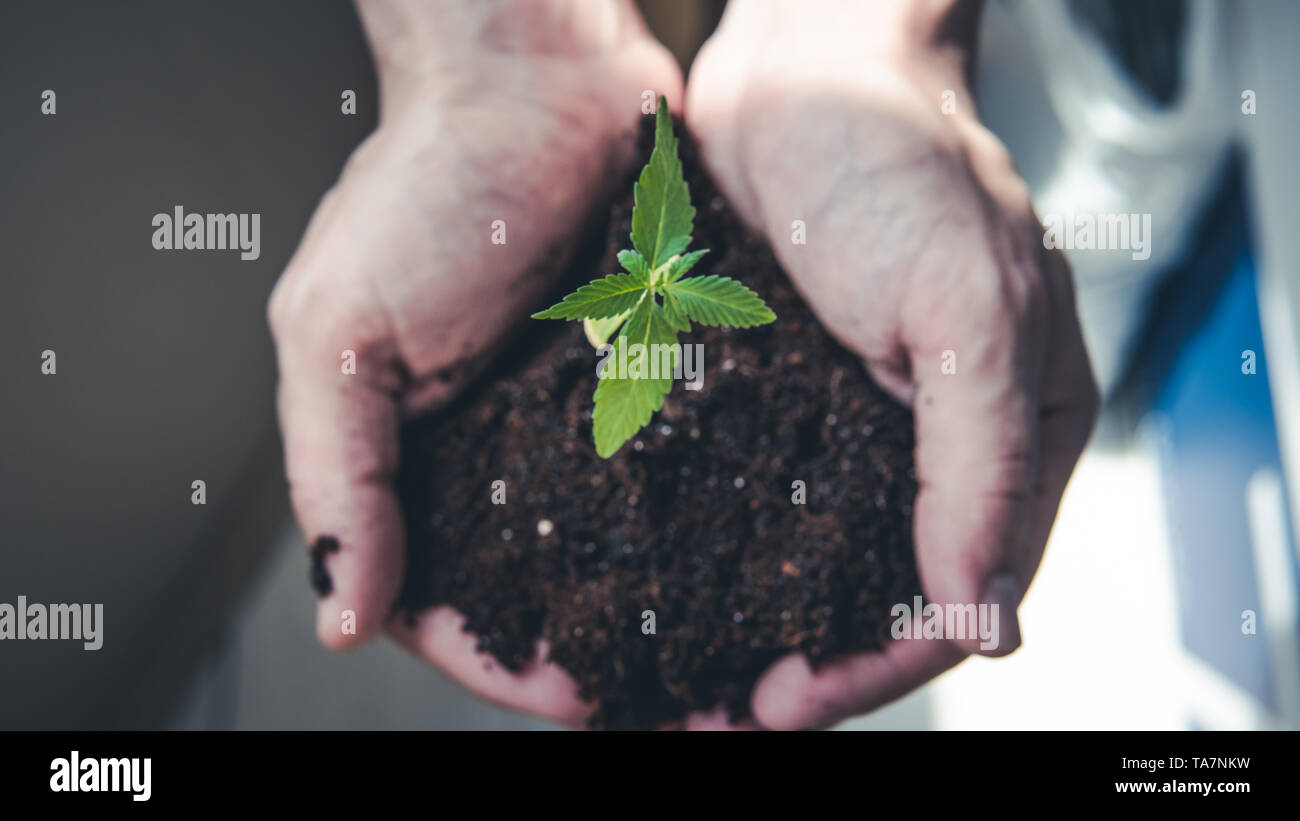 Il giovane tenere in mano il suo germoglio di marijuana medica. Impianto Cannapis coltivazione indoor Foto Stock Il giovane tenere in mano il suo germoglio di marijuana medica. Impianto Cannapis coltivazione indoor Foto Stock
