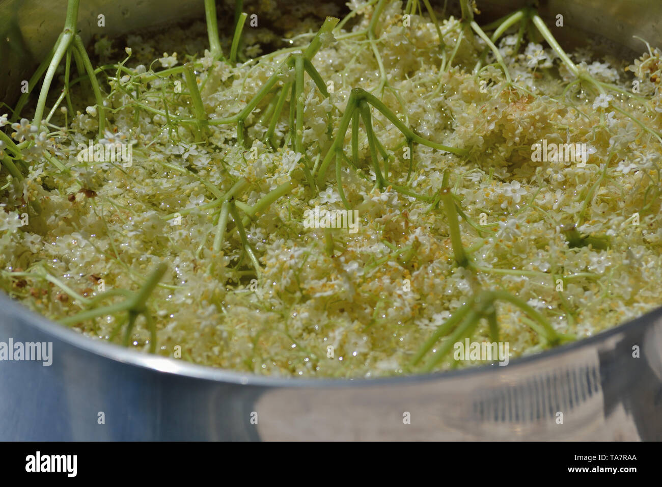 Casalingo Elderflower cordiale, Sambucus nigra Foto Stock