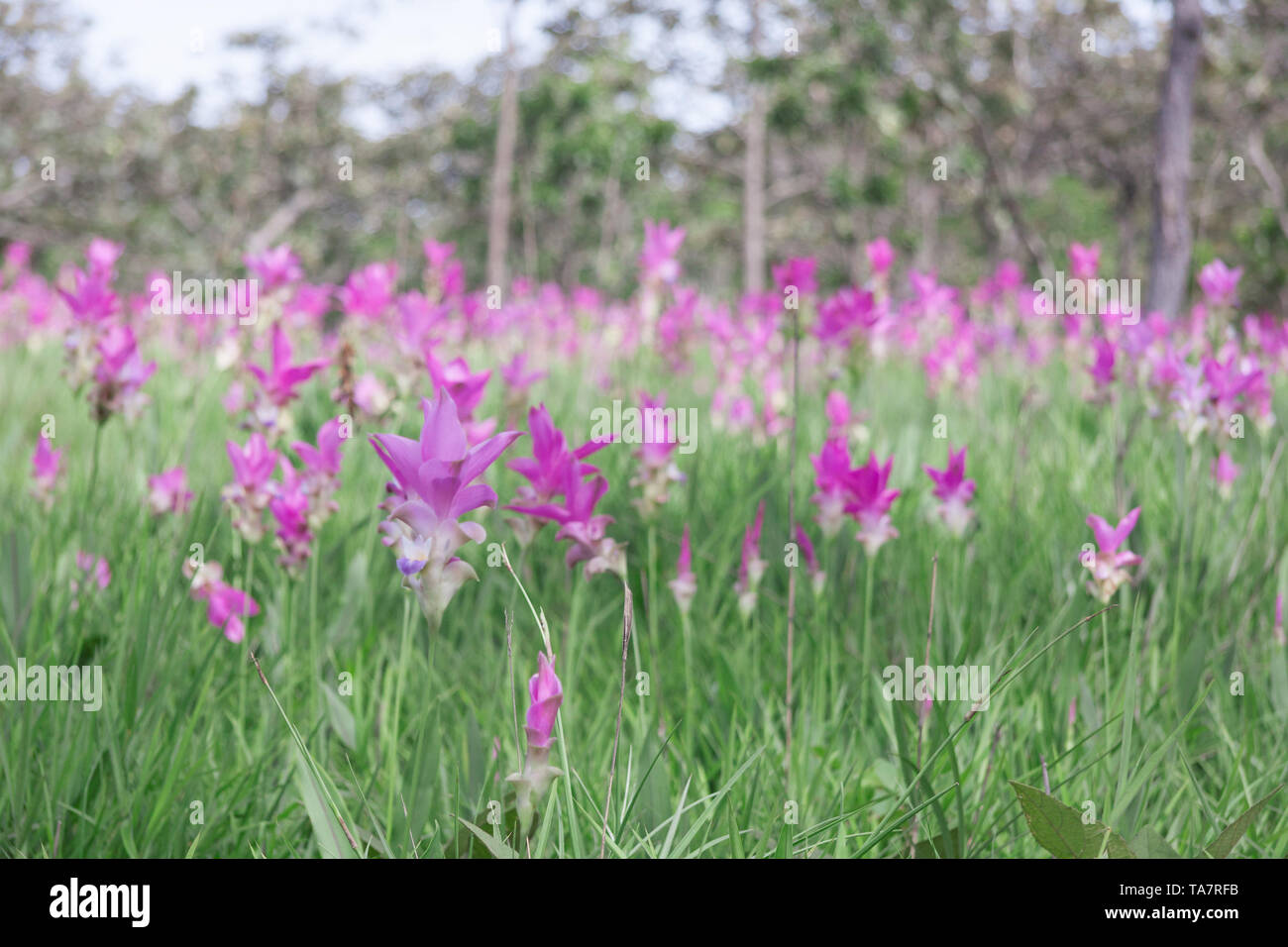 Siam tulipani (Curcuma alismatifolia) fiorire nella giungla di Chaiyaphum provincia, Thailandia Foto Stock