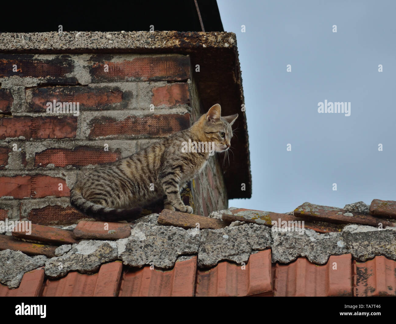 Gattino su un tetto, Felis catus Foto Stock