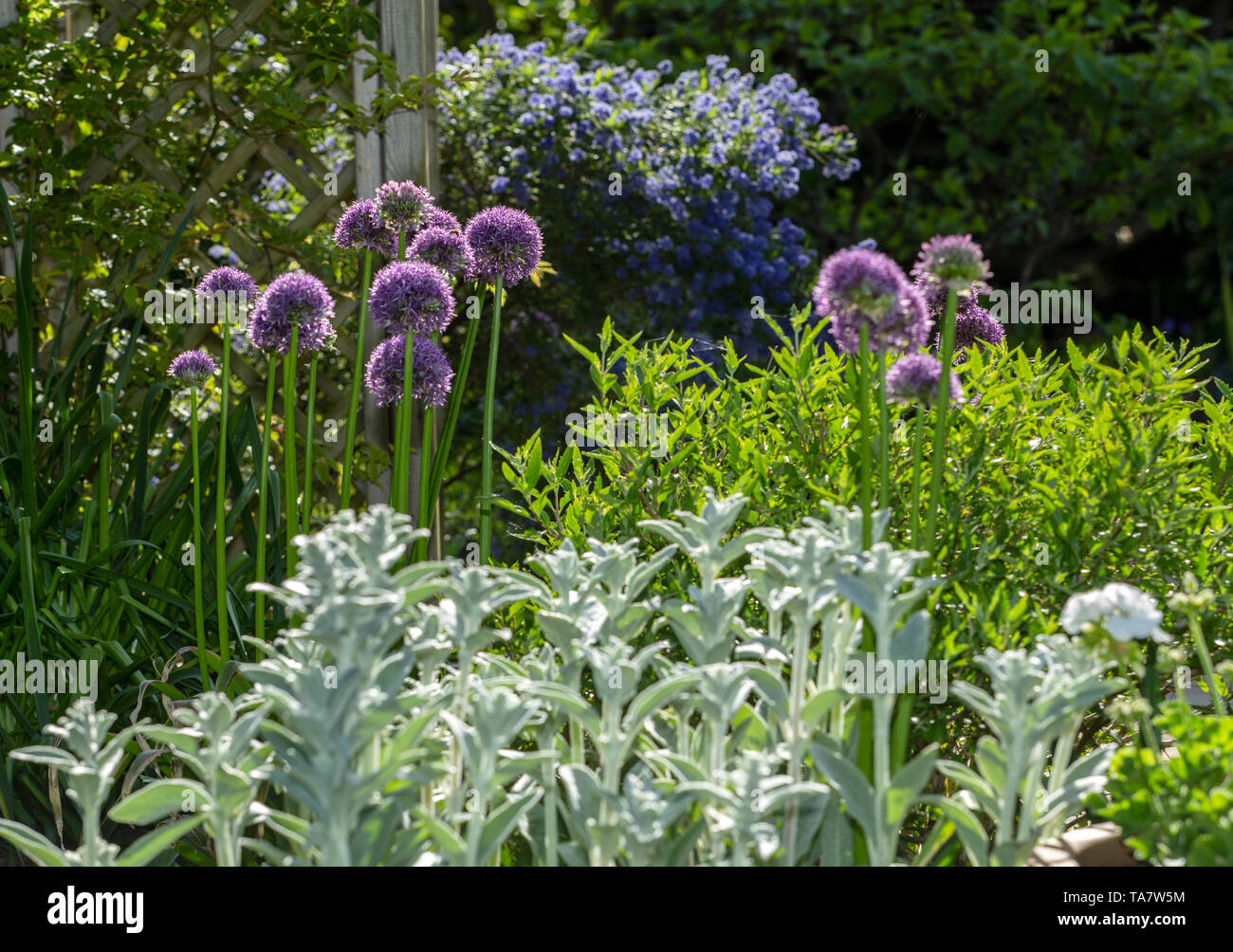 Fiori viola emergenti di alium Globemaster contrasto con il fogliame chiaro di Stachys byzantina - Agnello-orecchio - blu Ceanothus Concha sullo sfondo Foto Stock