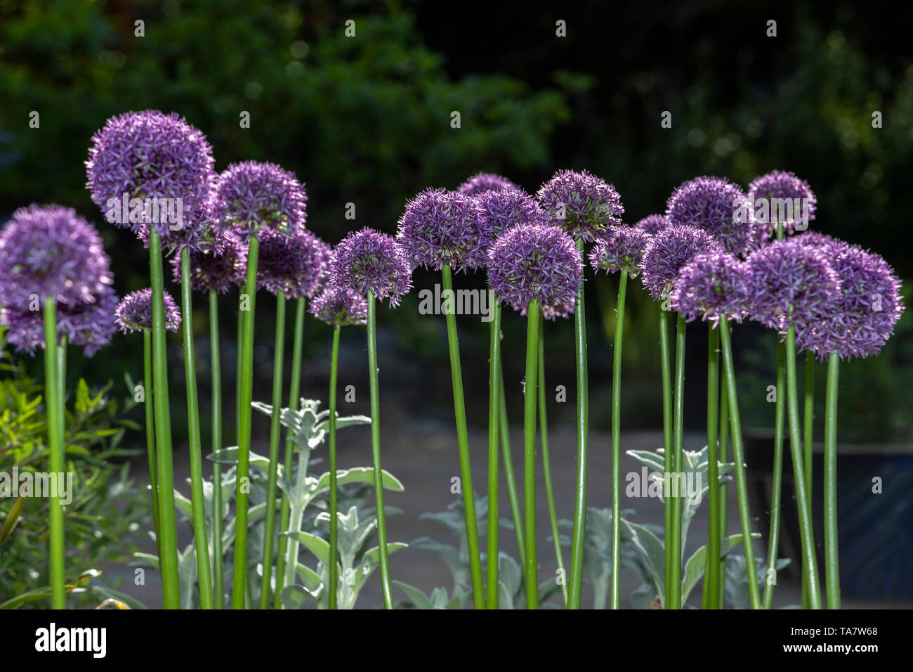 Emergono fiori viola di Alium Globemaster contrasto con la luce fogliame di Stachys byzantina - Agnello-ear, Foto Stock