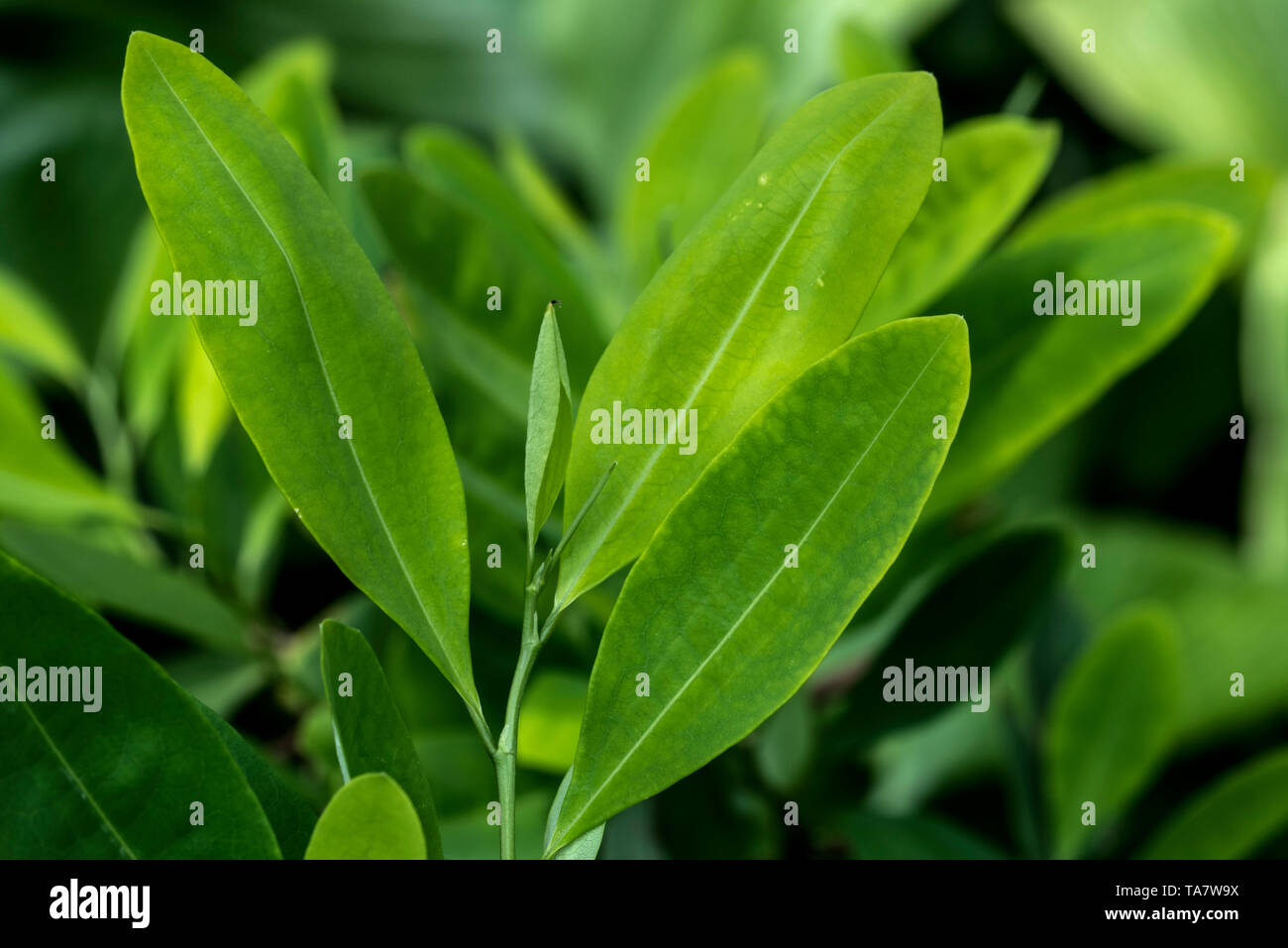 Amazzonico (coca Erythroxylum coca) close up di foglie, un arbusto originario del Sud America Foto Stock