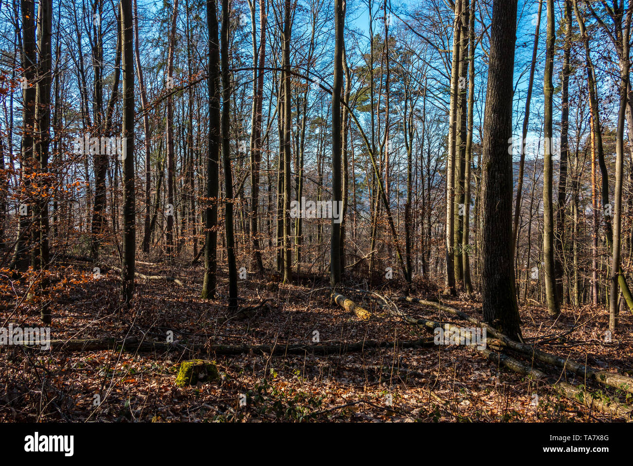 Radura nel mezzo della foresta Foto Stock