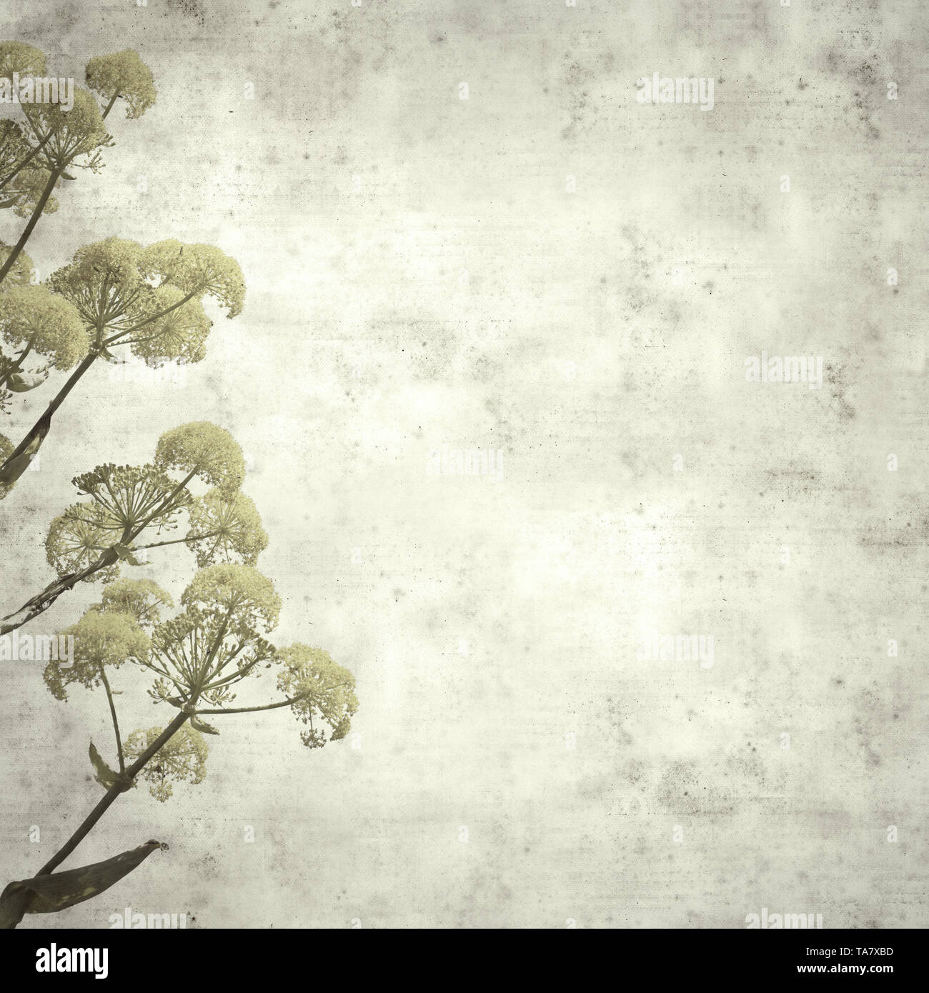 Textured elegante carta vecchia sfondo, quadrato, con la ferula linkii, Giant Canarie fiori di finocchio Foto Stock