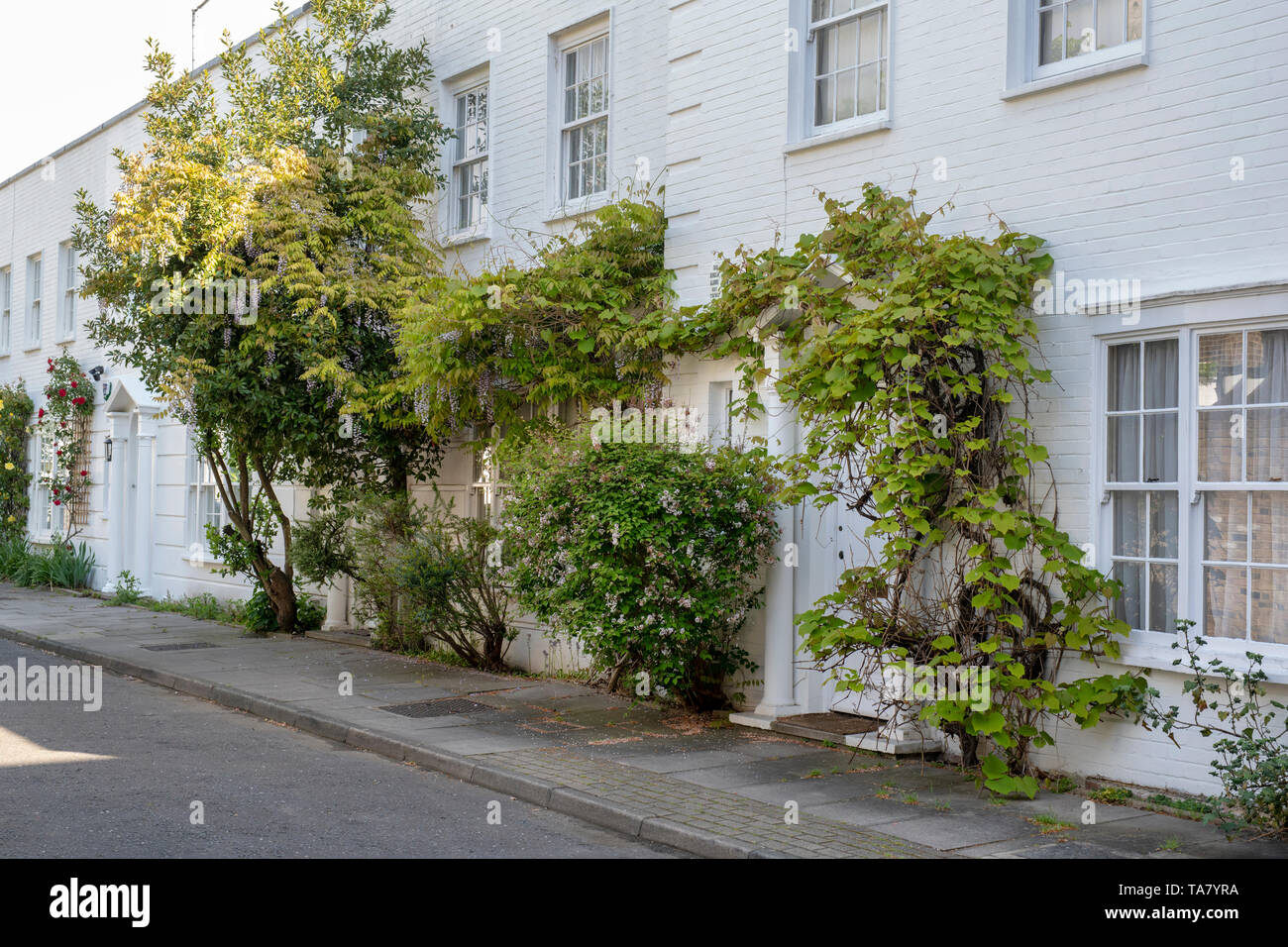 Alberi e arbusti al di fuori di case in Lecky Street, a Chelsea, Londra, Inghilterra Foto Stock