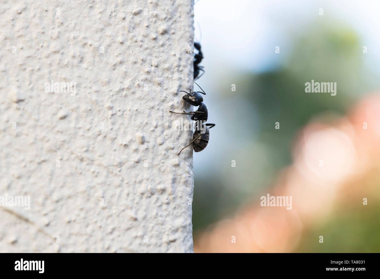 La fotografia macro di black ant su muro bianco con copia spazio. La Corsica, Francia, Europa Foto Stock