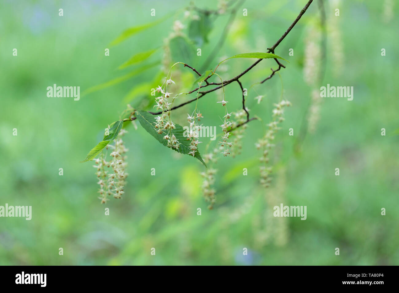 Primo piano di Acer Carpinifolium - acero di carpino fiorito su uno sfondo verde sfocato, Inghilterra, Regno Unito Foto Stock