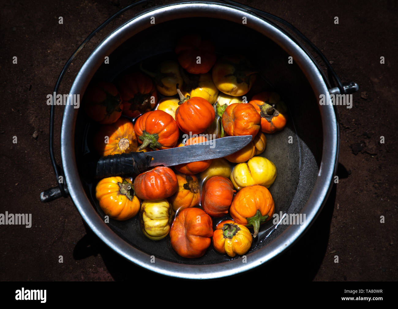 Le melanzane cotte su un caminetto, Savanes distretto, Tcheregnimin, Costa d'Avorio Foto Stock