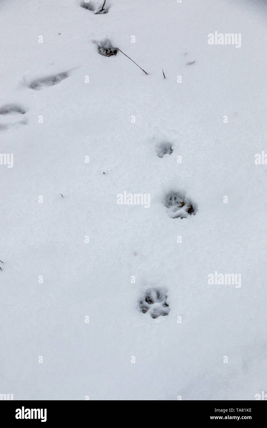 Piedi stampe di un cane o un lupo sul bianco della neve Foto Stock