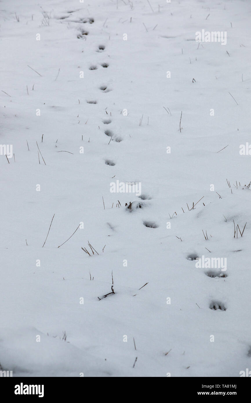 Piedi stampe di un cane o un lupo sul bianco della neve Foto Stock
