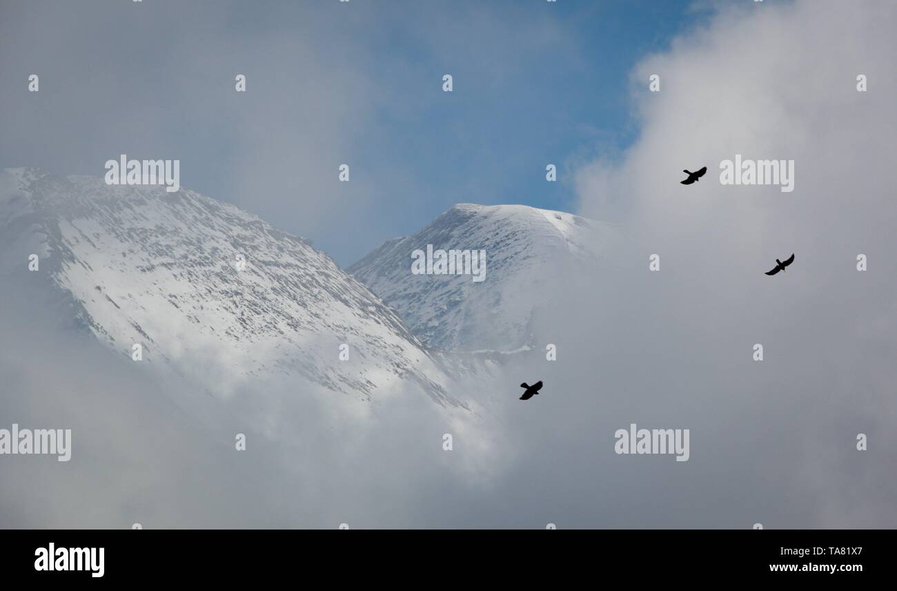 Due uccelli che vola di fronte a una nuvola di montagna delle Alpi Austrain Foto Stock