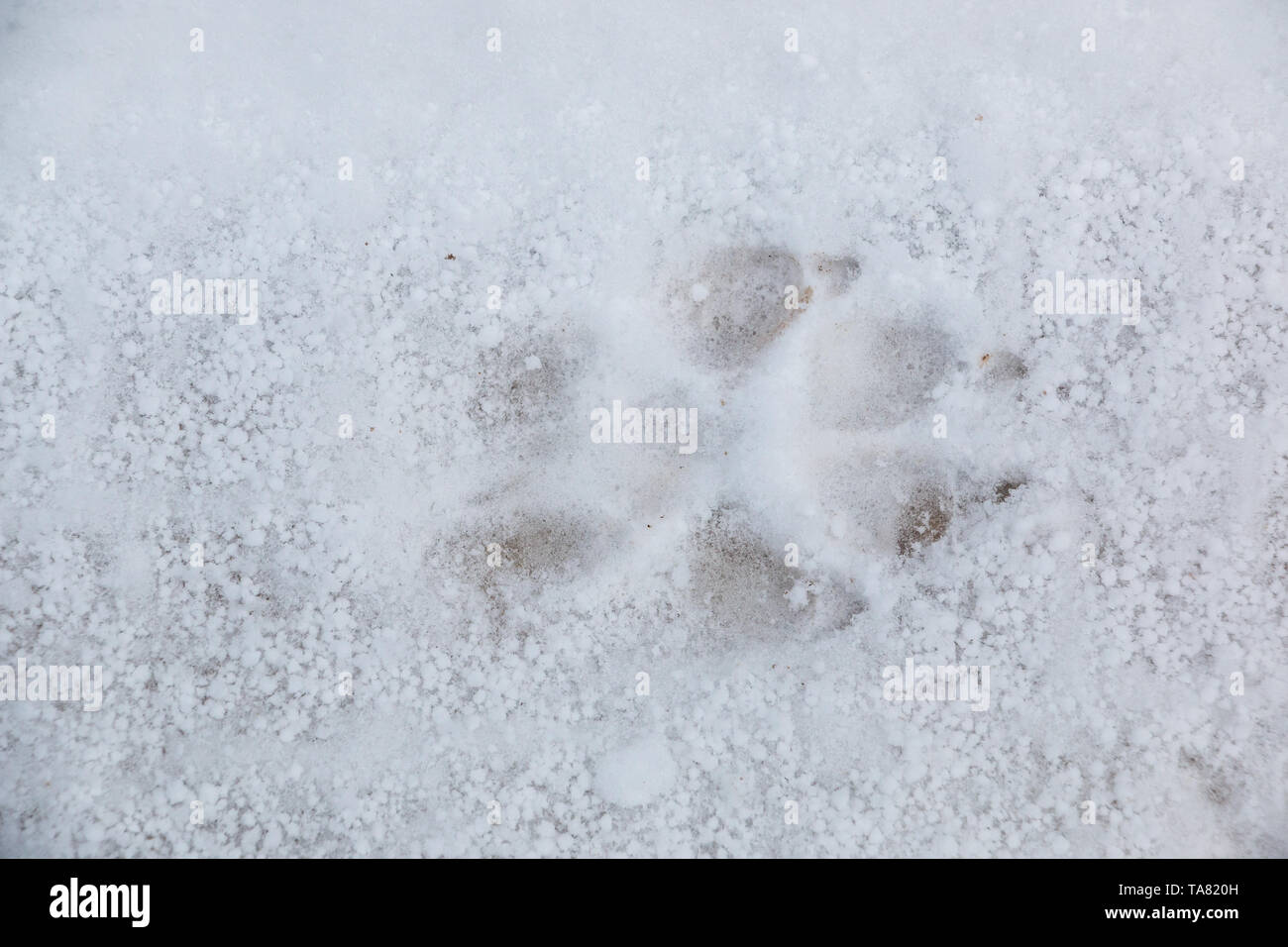 Impronta del piede di un cane o un lupo sul bianco della neve Foto Stock