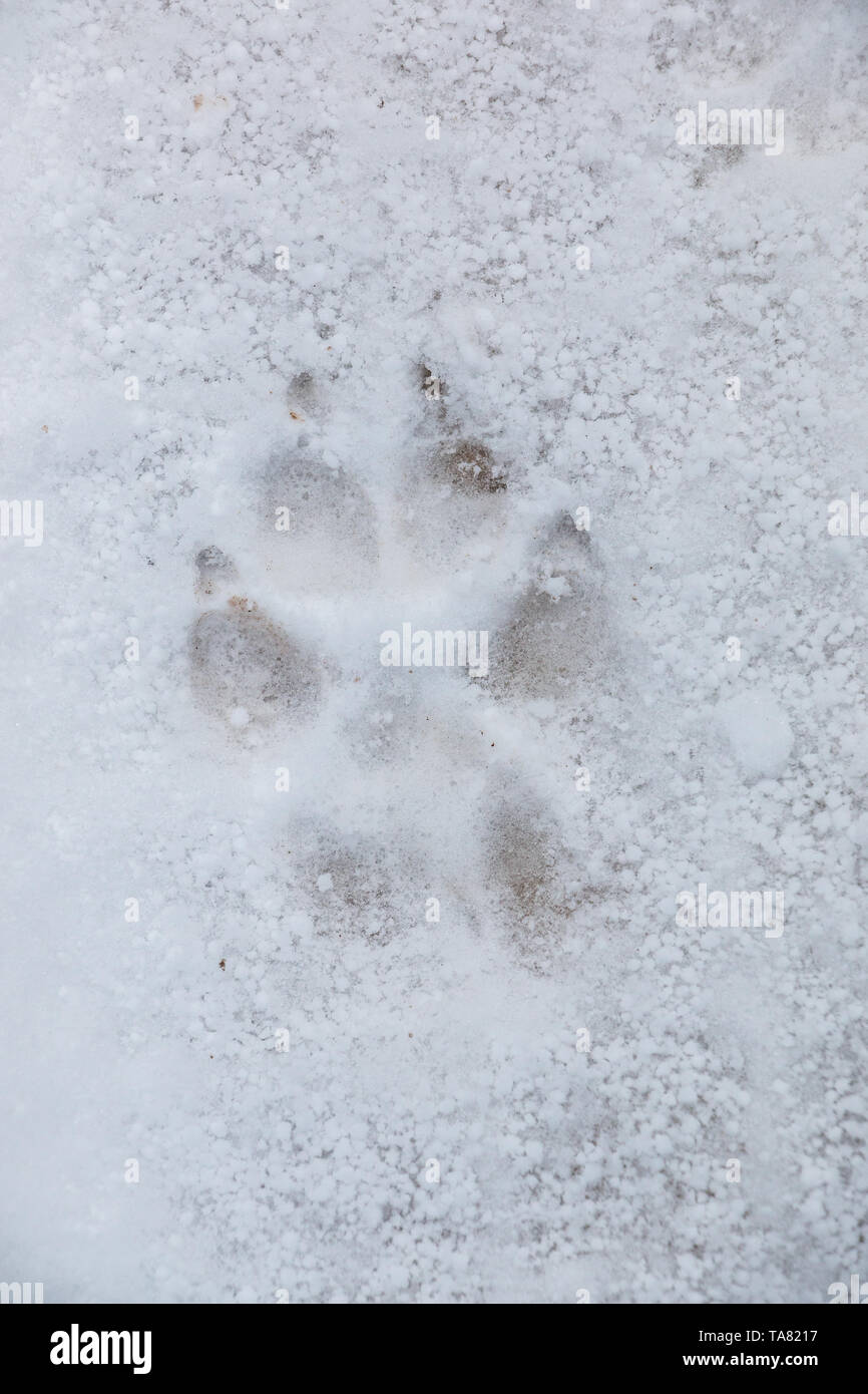 Impronta del piede di un cane o un lupo sul bianco della neve Foto Stock