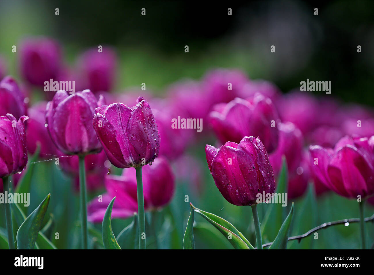 Un sacco di freschi tulipani viola in parco pubblico nella luce della sera Foto Stock