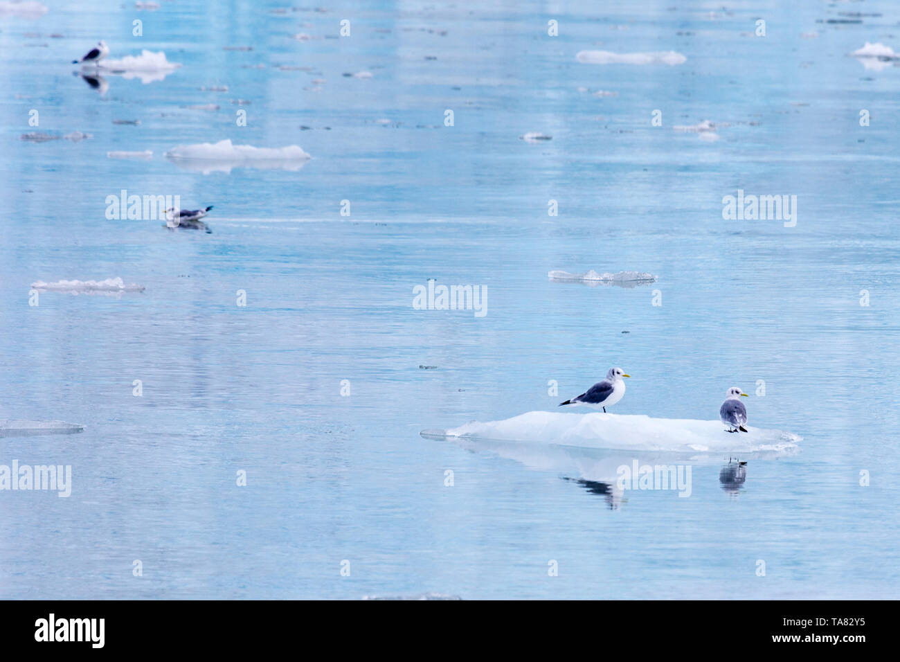 Gabbiani su un ghiacciaio paci, Pyramiden, Svalbard, Norvegia Foto Stock