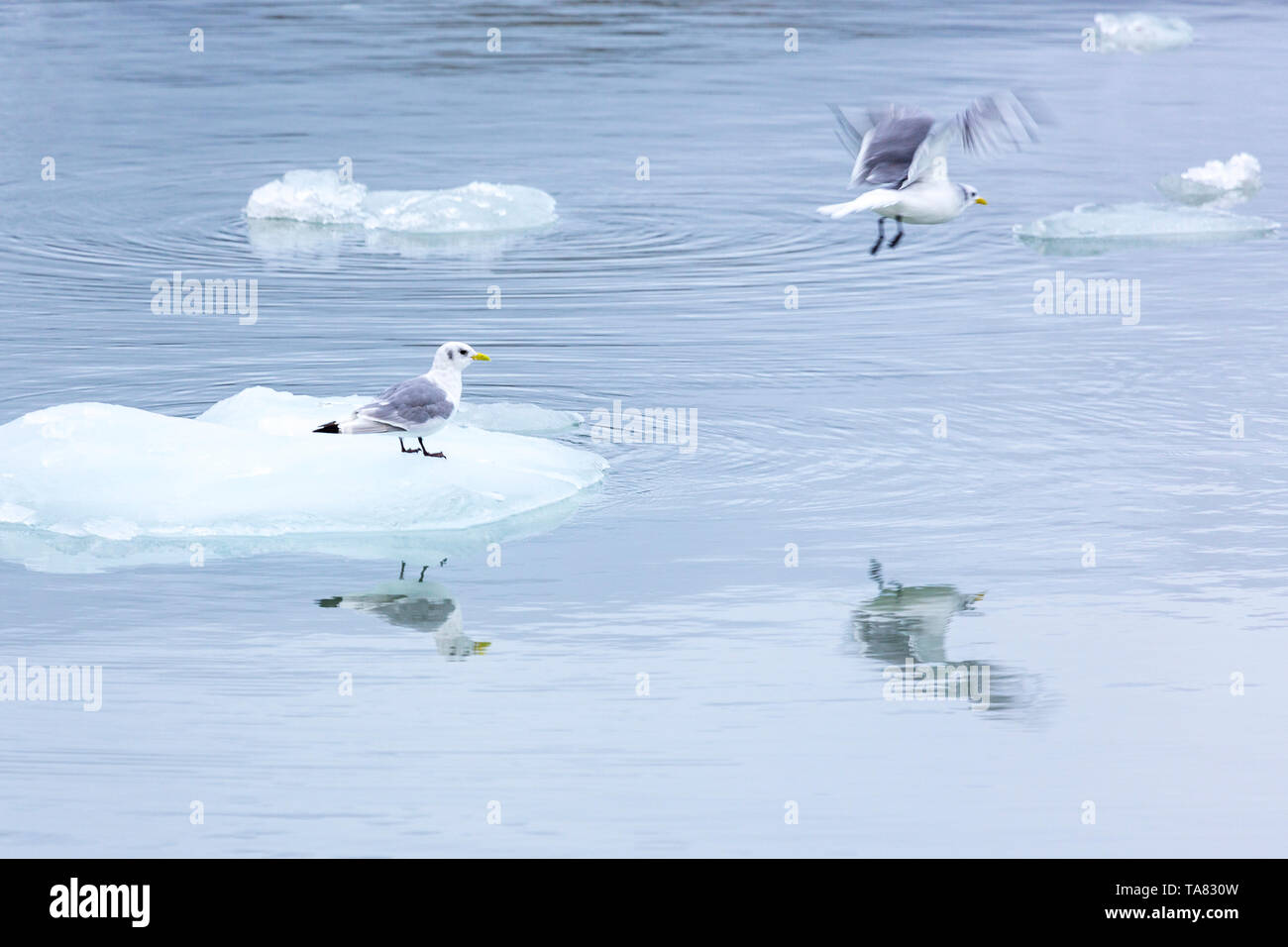 Gabbiani su un ghiacciaio paci, Pyramiden, Svalbard, Norvegia Foto Stock