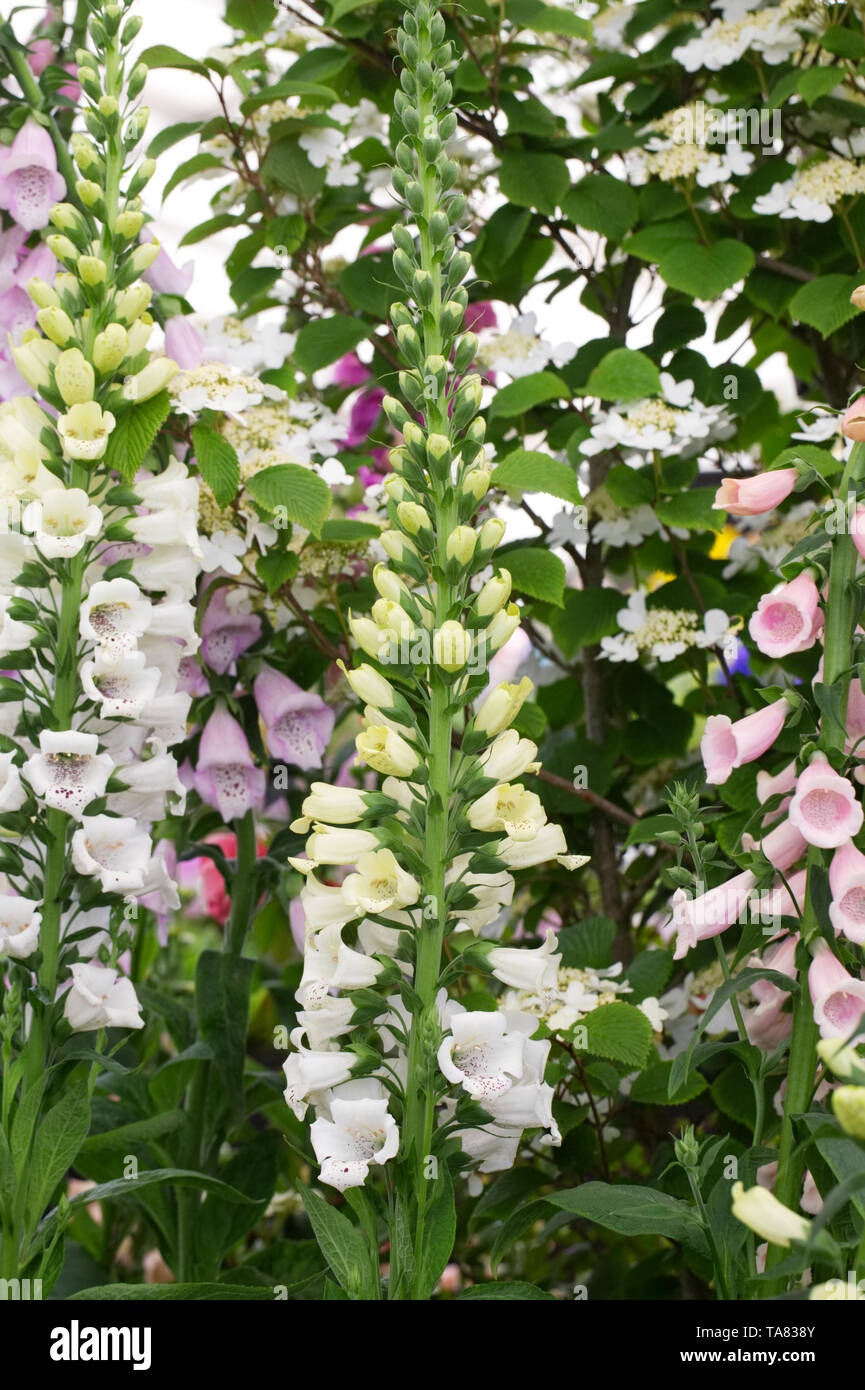 Digitalis 'Snowy Mountain" sul display in corrispondenza di RHS Malvern spettacolo primaverile. Foto Stock