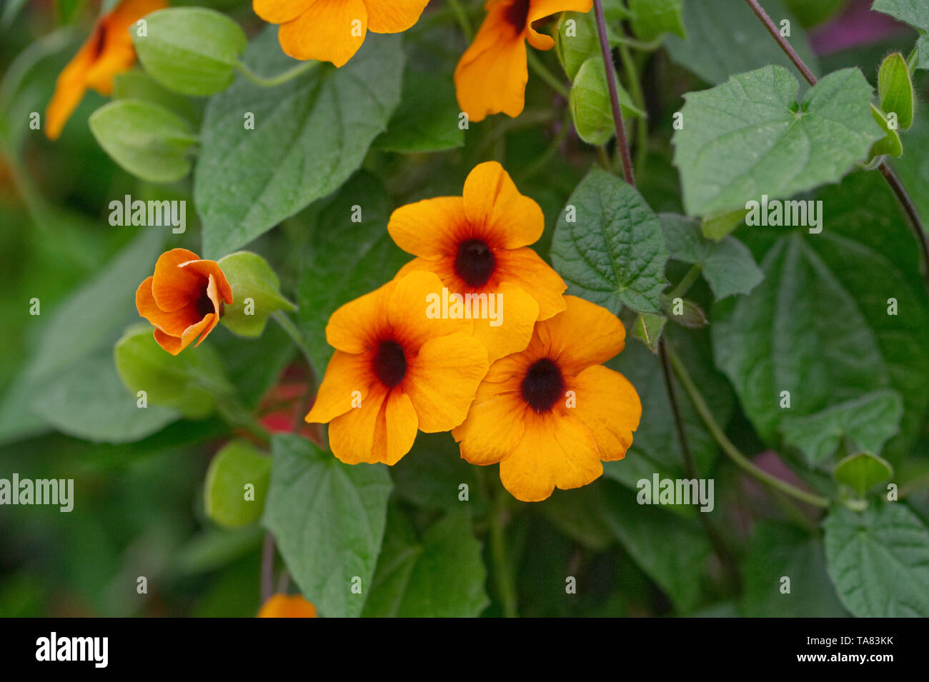 Thunbergia alata 'arancione e rosso". Black-eyed Susan fiore. Foto Stock