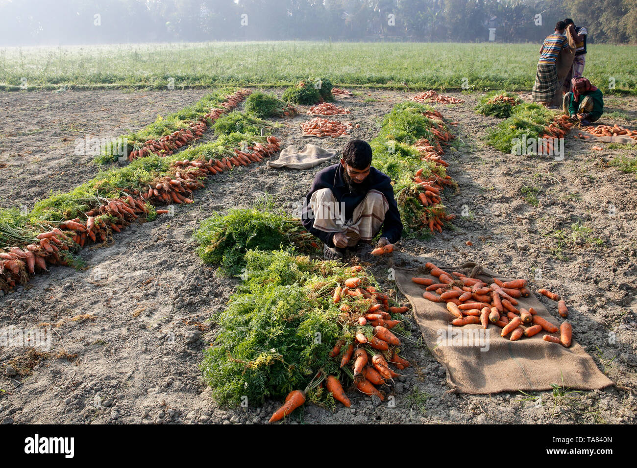 Gli agricoltori estrarre carote dai campi a Singair in Manikganj, Bangladesh Foto Stock