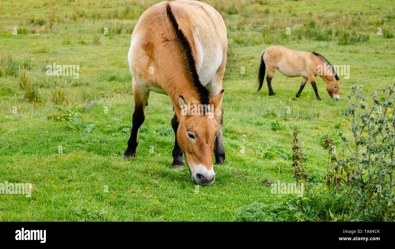 L'immagine di due Asian pony selvatici al pascolo. I cavalli sono molto rari e vanno anche con il nome di Prszewalski's cavallo, il cavallo selvatico della Mongolia o Dzung Foto Stock