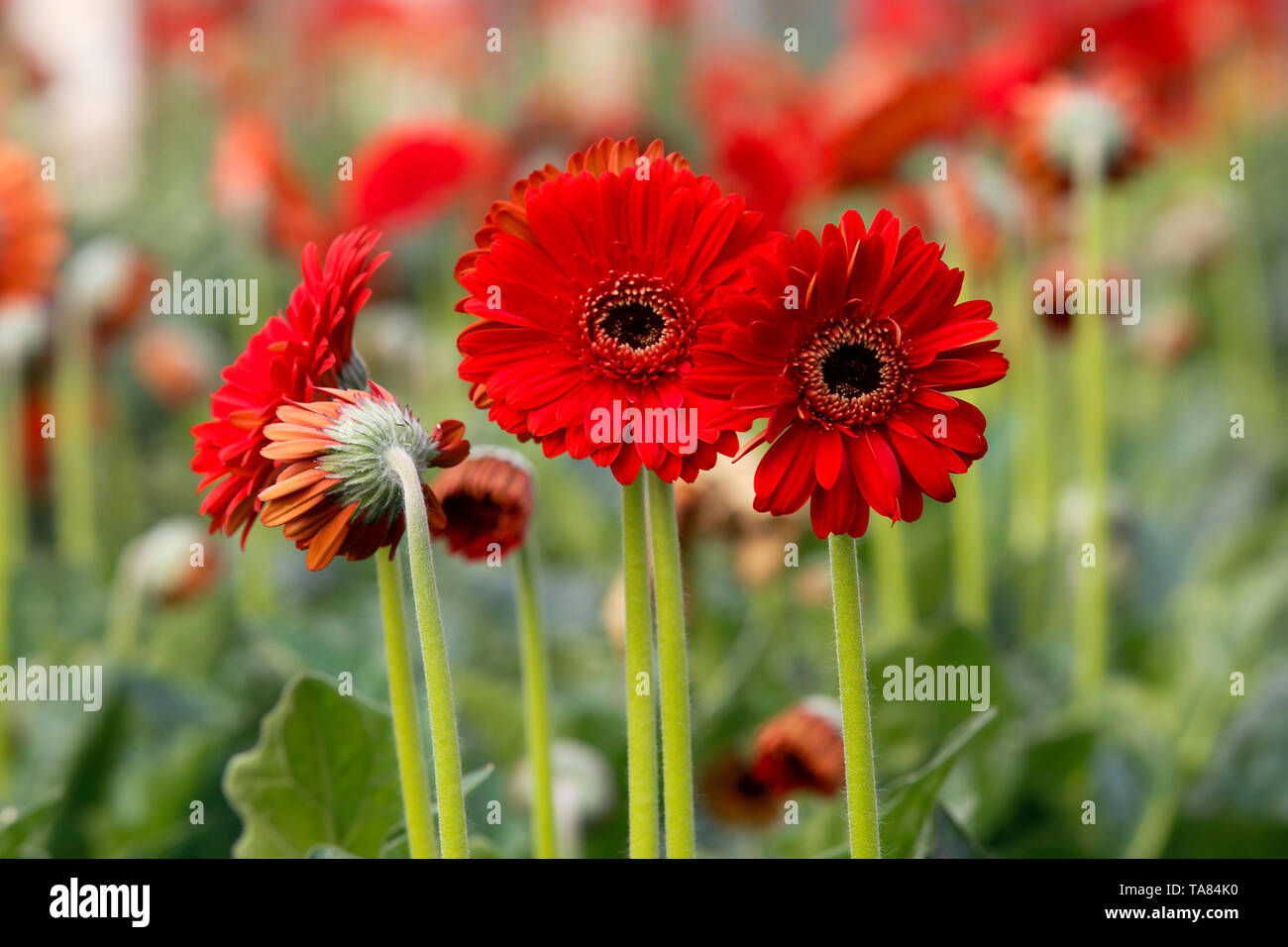 Gerbera fiori in un campo di Manikganj, Bangladesh. Foto Stock